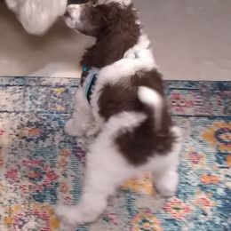 Poodle Puppies from 406 Poodles