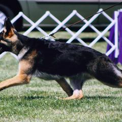 German Shepherd All Grown Up from Kaeginart's GSD