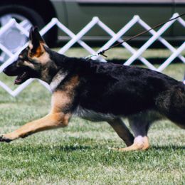 German Shepherd All Grown Up from Kaeginart's GSD