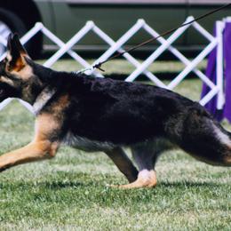 German Shepherd All Grown Up from Kaeginart's GSD