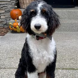 Assorted Doodle Crosses, Aussiedoodles, Bernedoodles, Cockapoos, Goldendoodles, Poodles, and Toy Australian Shepherds from Evergreen Doodle Dogs