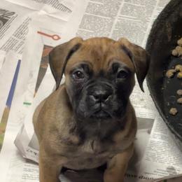 Mistletoe - Red female Bullmastiff puppy in South Attleboro, Massachusetts from Bessettes Bullies