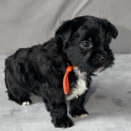 Onyx - Tri-color female Yorkipoo puppy in Clifton, New Jersey from Kdash_yorkies