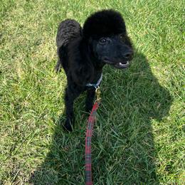 Sunny - Black male Poodle puppy in California from Central Valley Scotties