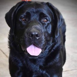 Labrador Retrievers from Sliding G Ranch, LLC