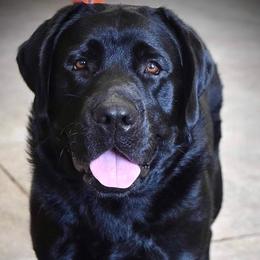 Labrador Retrievers from Sliding G Ranch, LLC
