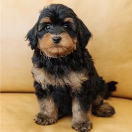Male Mini Multigenerational Bernedoodle 'Bullseye' No Collar - Phantom male Bernedoodle puppy in Kamas, Utah from A + E Farms