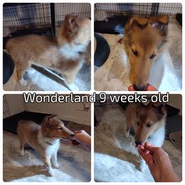 Wonderland (service dog program) - Collie puppy from The Hart of Fair Bluffs Collies