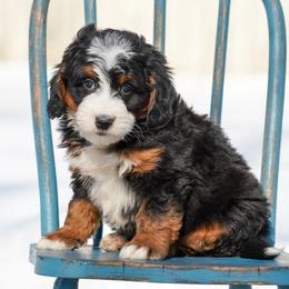 Cupid - Tri-color male Bernedoodle puppy in Dundee, Ohio from Down Home Doodle