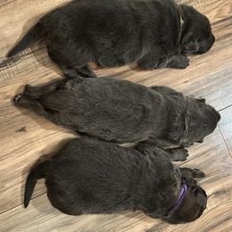 German Shepherd Puppies from Devon Rugerio's German Shepherds