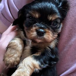 Cavalier King Charles Spaniel puppies from Country Cavaliers