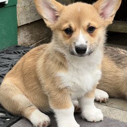 Snickers - Red Pembroke Welsh Corgi puppy in Sparta, New Jersey from CrestCottage Corgis