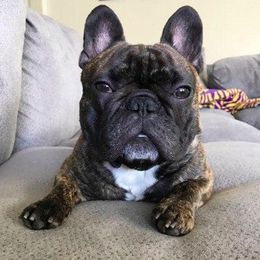 French Bulldog All Grown Up from Windy Willow's French Bulldog