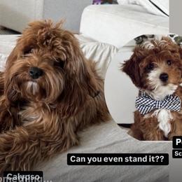 Cavapoo puppies from Pedersendoodles