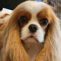 Cavalier King Charles Spaniels from Cambryce Cavaliers