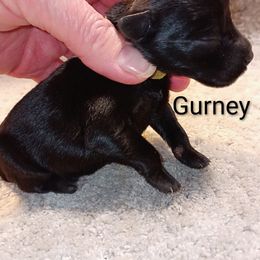Gurney - Black male Miniature Schnauzer puppy in Midland, Texas from Shebbies Puppy Palace