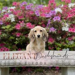 Ruthy - Cream female Dachshund puppy in Washington, North Carolina from Elegant Dachshunds-Eledox
