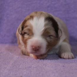 Australian Shepherd Puppies from Starlit Grove Australian Shepherds