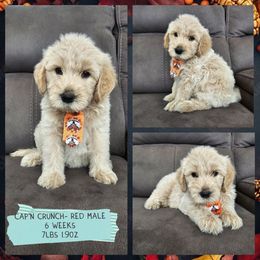 Cap'n Crunch - Cream male Goldendoodle puppy in Zanesville, Ohio from Oodles of Doodles & Poos