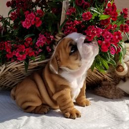 Bulldog Puppies from Our House Of Treasures