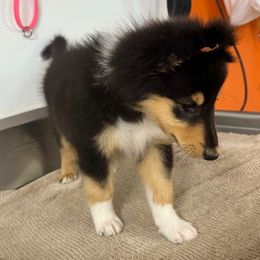 Girl 3 - Black white and tan female Collie puppy in Michigan from 7P Collies