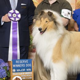 Ch. Areggeth Salty Dog - Collie