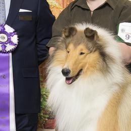 Ch. Areggeth Salty Dog - Collie