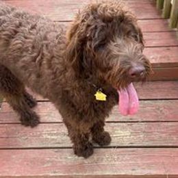 Goldendoodles and Poodles from Howling Heights