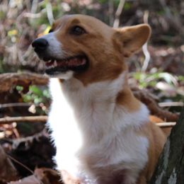 Merle - Pembroke Welsh Corgi