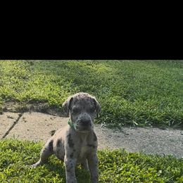 Merle - Merle male Great Dane puppy in Missouri from Daniels Danes