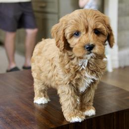 Bernedoodle and Cavapoo Puppies from Lawler’s Legacy Litters