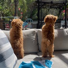 Maltipoo Puppies from Ollie-Pop Paws Breeding