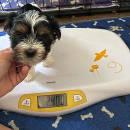 Blue girl - Parti female Yorkshire Terrier puppy in Cocoa, Florida from SummerTime AKC Yorkies