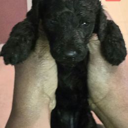 Red - Blue male Poodle puppy in Browns Summit, North Carolina from Nailah's Beauties: Standard Poodles