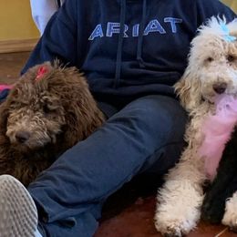 Poodles from Gigi's Doodles and Poodles Ranch