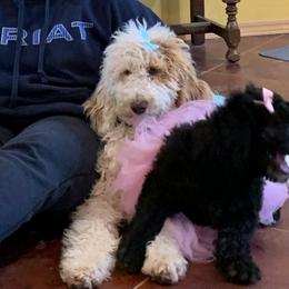 Poodles from Gigi's Doodles and Poodles Ranch
