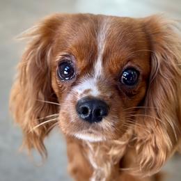 Jarvis - Cavalier King Charles Spaniel