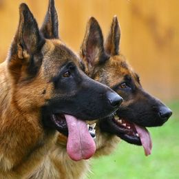 German Shepherds from PrizePups.com