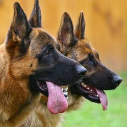 German Shepherds from PrizePups.com