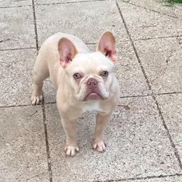 Milli 11months 3500 - Cream female French Bulldog puppy in Grand Prairie, Texas from Avelar’s Top Shelf Frenchies