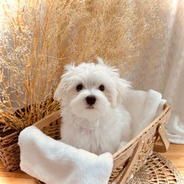 Maltese All Grown Up from MiaMiaMaltese Colorado