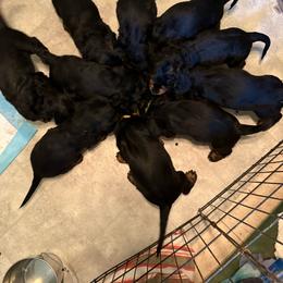 Gordon Setter puppies from Carol Schottelkotte
