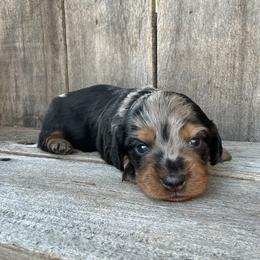 Slate - Dapple male Dachshund puppy in South Willard, Utah from Doxies in the Sun