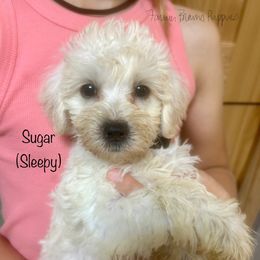 Sleepy - White female Schnoodle puppy in Sedalia, Missouri from Farmer Brown's Puppies