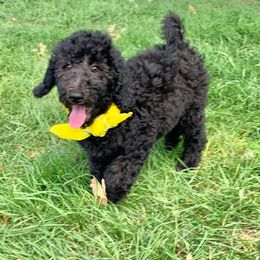 Grape - Black female Labradoodle puppy in Murray, Utah from Swann's Kennels