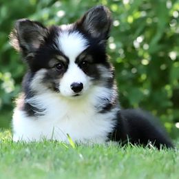 Pembroke Welsh Corgi Puppies from Cosmere Corgis