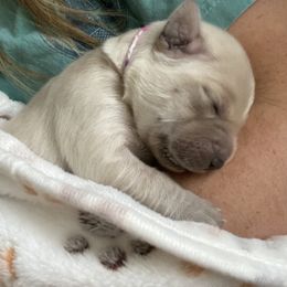 Golden Retriever Puppies from Sweeter Than Honey Golden Retrievers, LLC.
