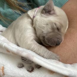 Golden Retriever Puppies from Sweeter Than Honey Golden Retrievers, LLC.