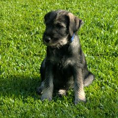 Blue - Pepper and salt male Standard Schnauzer puppy in Metomen, Wisconsin from Meisterwerk Standard Schnauzers