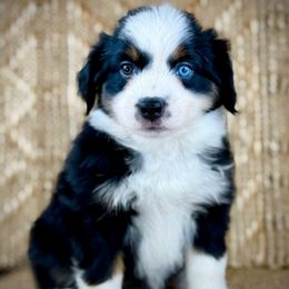 BTF1 - Black tri female Miniature Australian Shepherd puppy in Prague, Oklahoma from Classic K9’s  Aussies & Doodles